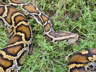 The scientists studied more than 4,600 Burmese and reticulated pythons on farms in Vietnam and Thailand.