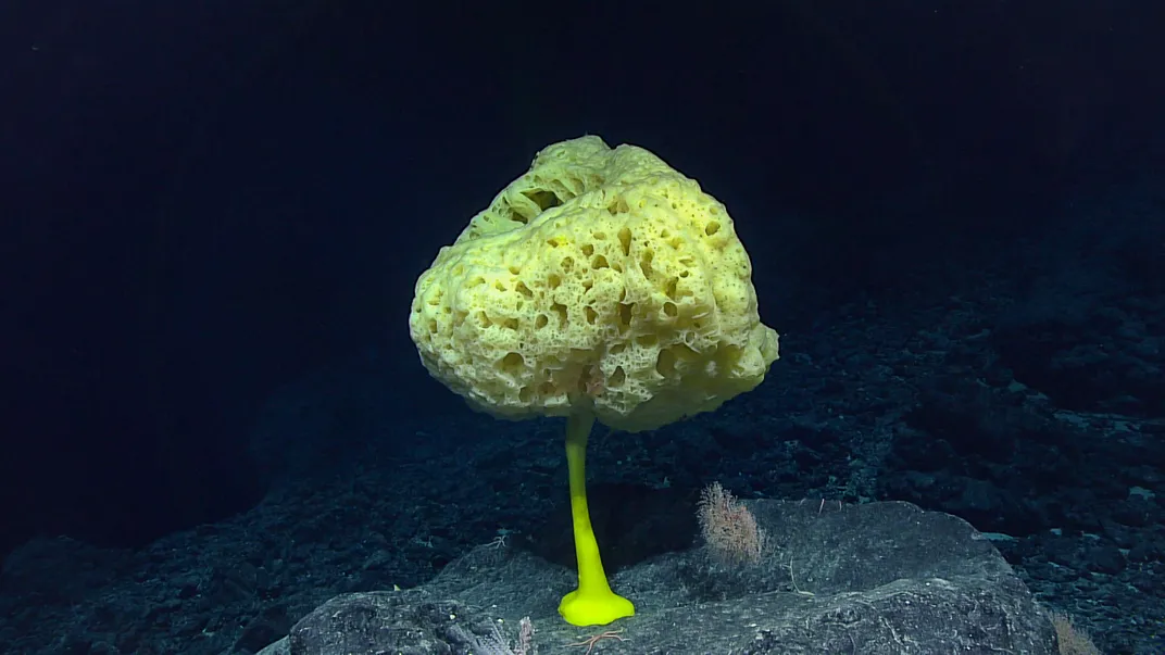 A yellow glass sea sponge stands on a rock 8,133 feet underwater on the Sibelius Seamount in the Pacific Ocean