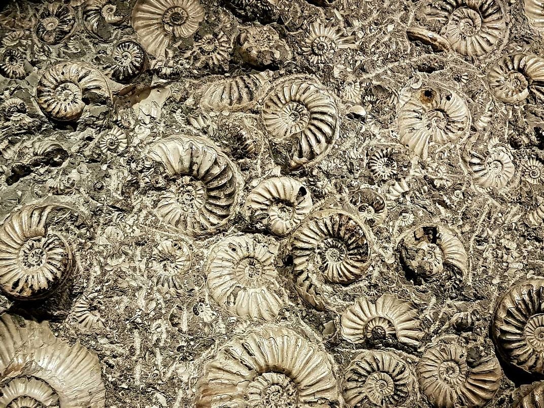 Ammonoids