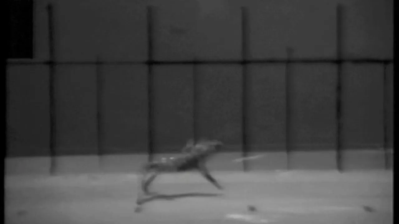 Preview thumbnail for Lizards Pop Wheelies