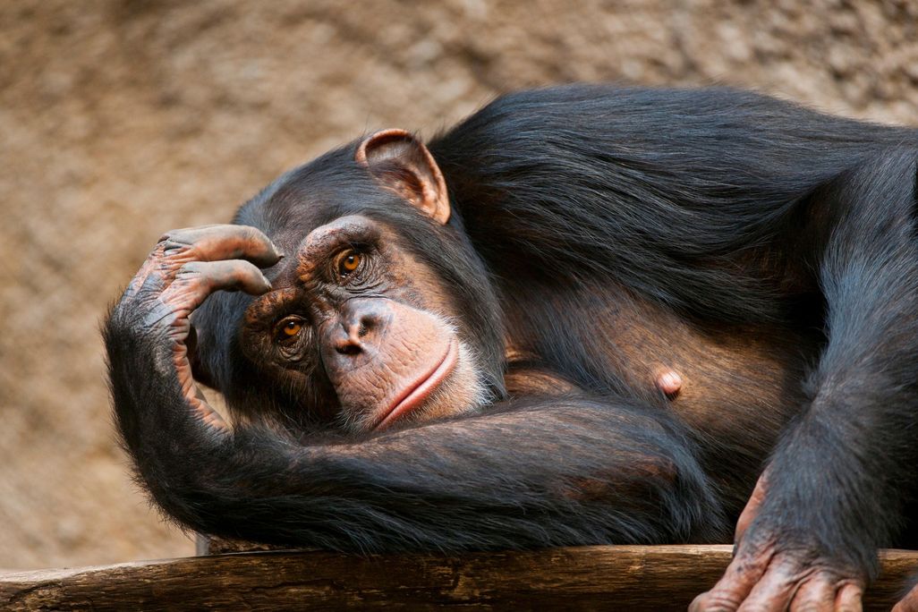 chimp