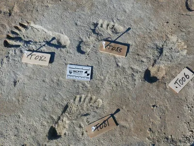 The researchers used carbon dating of seeds above and below the footprints to determine their age.
