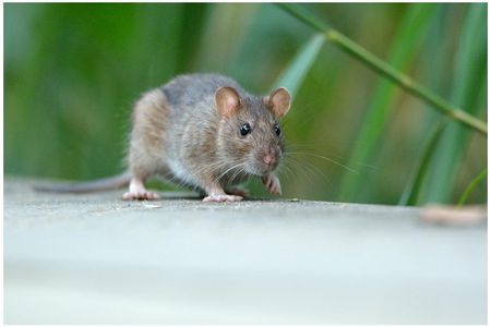The brown rat is among the few hundred animal genomes that have been sequenced. Only 8.7 billion more to go...