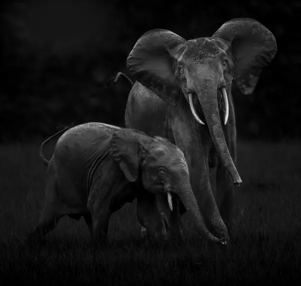 Forest Elephant Drama thumbnail