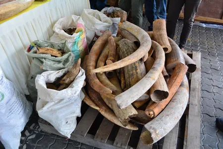 Malaysian customs officials seized thousands of pounds of elephant tusks, pangolin scales, rhino horns and other animal parts in July.