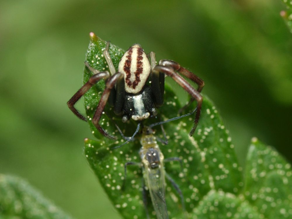 spiders eating their prey