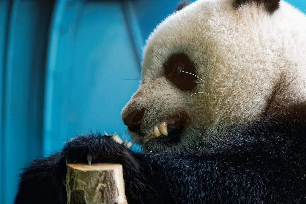 Panda bares its teeth