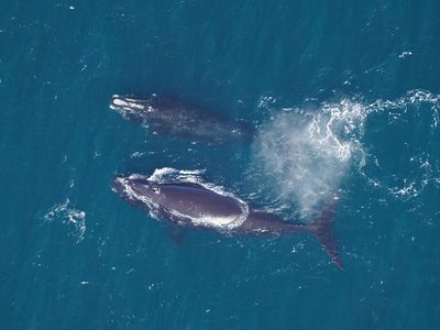 North Atlantic right whales face threats of entanglement in fishing gear and injuries caused by ships.