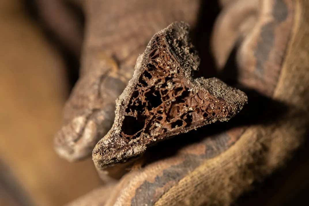 In her gloved hands, Hormell holds part of a vertebra of a bighorn sheep so that you can see the fossilized inner cancellous, or spongy, tissue.