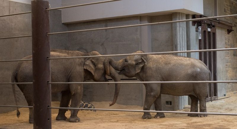 Two female Asian elephants interacting at the Smithsonian's National Zoo. One elephant wraps her trunk around the other elephant's trunk in a display of dominant behavior.