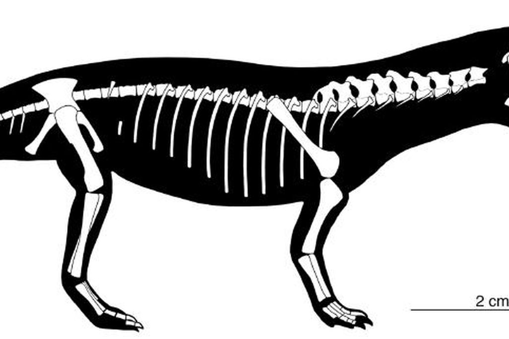 20110520083301Massospondylus-skeleton.jpg