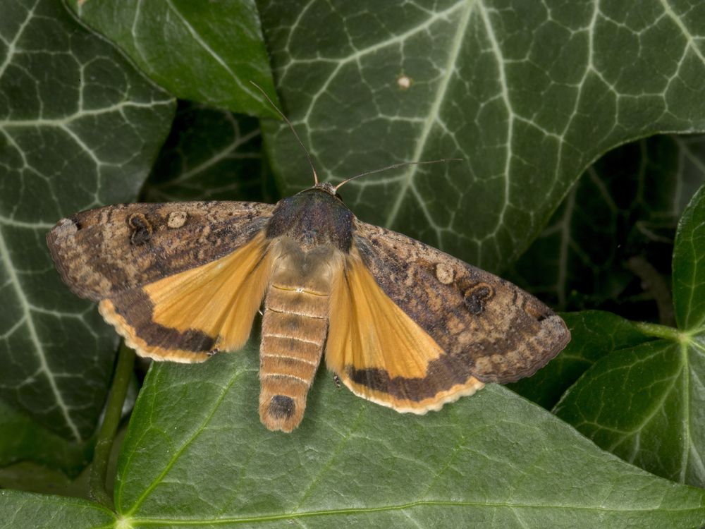 Moths Are the Unsung Heroes of Pollination