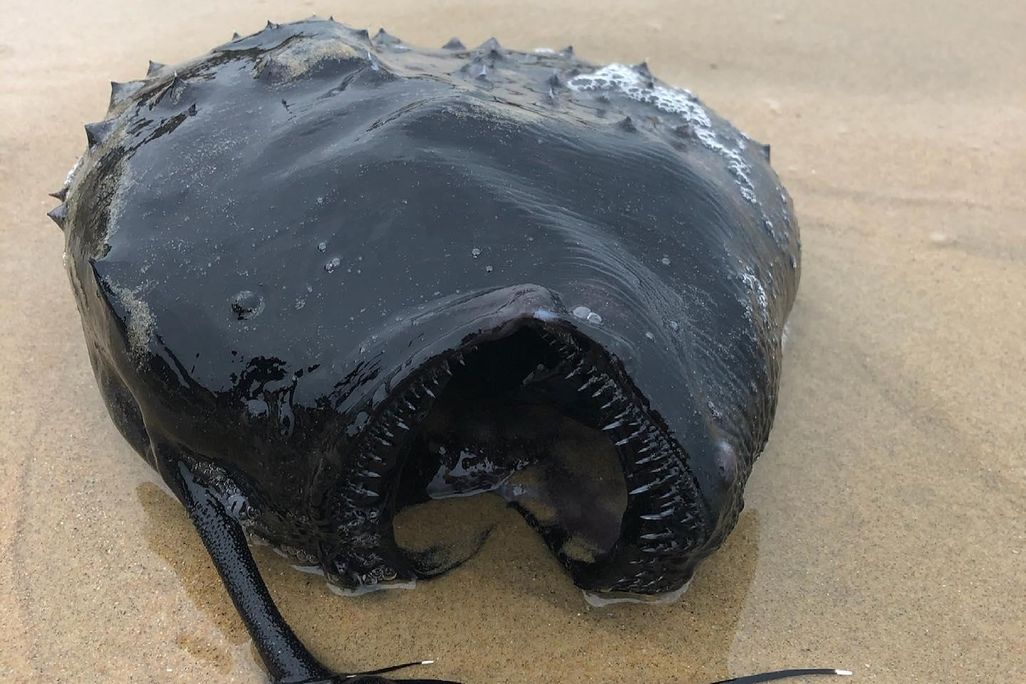 A photo of a Pacific football fish washed ashore on a sandy beach. The fish is black in color, has rows of tiny shap teeth outlining its mouth, and a long "rod-like" fin attached to its head.