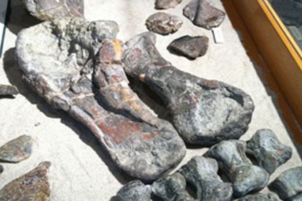 The nearly-complete hindlimb of the armored dinosaur Peloroplites on display at the CEU Prehistoric Museum.