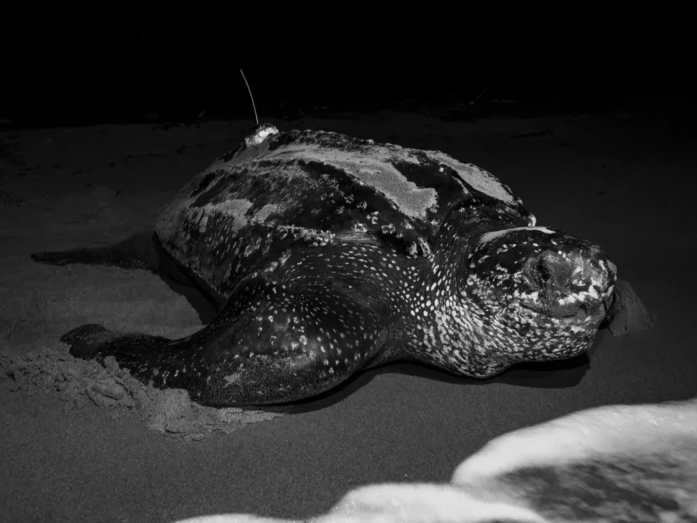 OPENER - A leatherback turtle returns to the sea after nesting. Females spend three to five months at a time nesting, laying eggs for periods of about nine days.