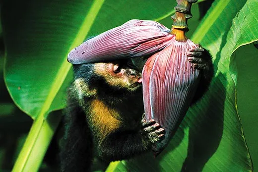 Capuchin monkey