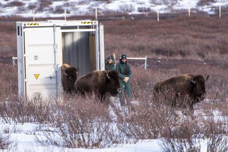 Bison returning to Banff