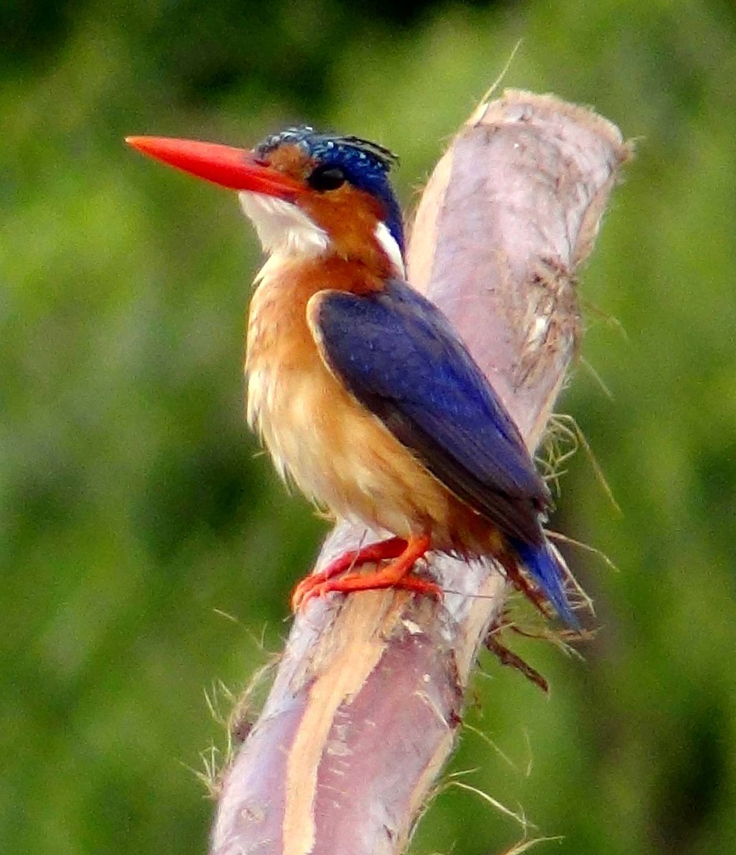 The malachite Kingfisher is a brightly colored bird along the shores of ...