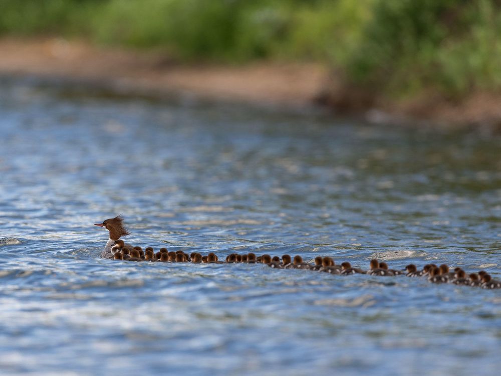 Ducky day care