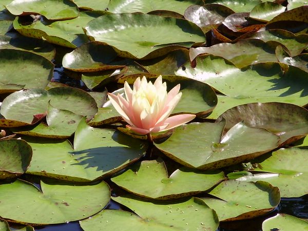 Lotus flower and lily pads. thumbnail