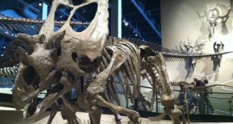 Utahceratops