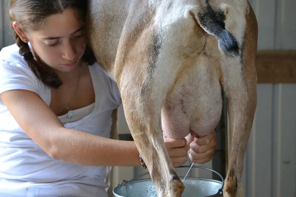 goat milk.jpg