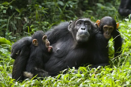 A chimpanzee (Pan troglodytes) mother resting with her children in western Uganda. 