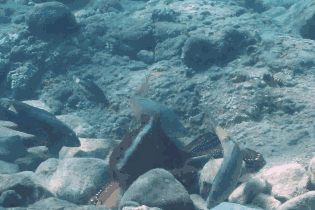 A gif of an octopus among rocks in the bottom left emerging to suckerpunch a fish as it passes by