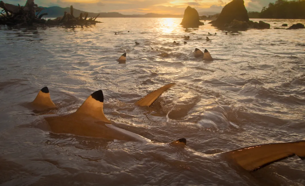 shark breach the surface at sunset