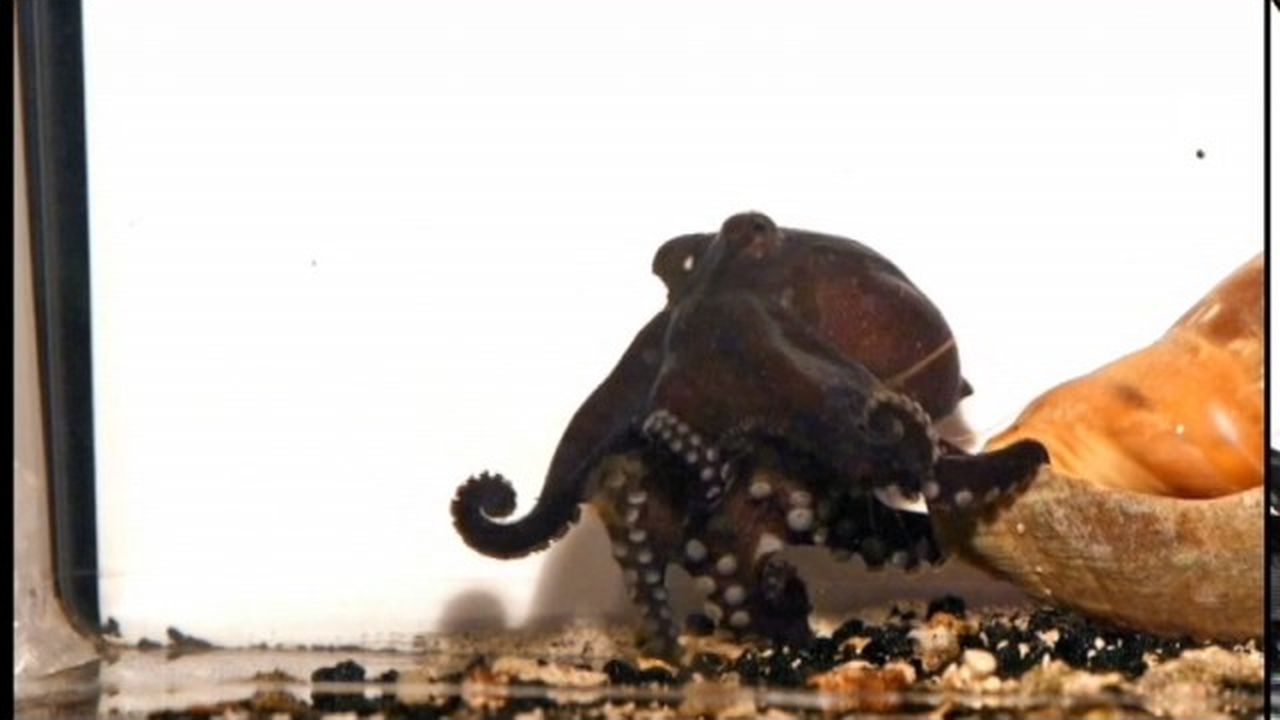 Preview thumbnail for Mysterious Octopus Pranks Its Prey