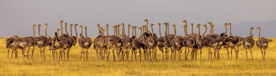 2 - Several ostriches—a flock of a few dozen—seemingly convene to figure out their next moves while taking in the scenes of the Serengeti.