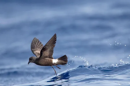 
The critically endangered&nbsp;&lsquo;akē&lsquo;akē&nbsp;(the Hawaiian name for the band-rumped storm petrel) is one of the species that could benefit from rat-free habitat on Lehua Island, Hawai&lsquo;i.
