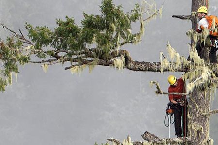 Climbers Brian French and Will Koomjian ascend the Brummit fir in Coos County Oregon.  It is the National Champion Douglas fir and stands 335 feet tall.