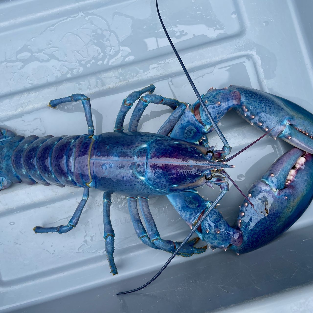 Blue Crayfish Rarity