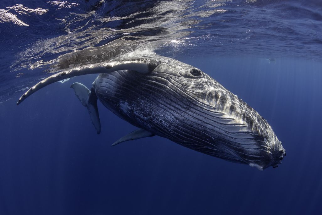 a humpback whale swims near the camera
