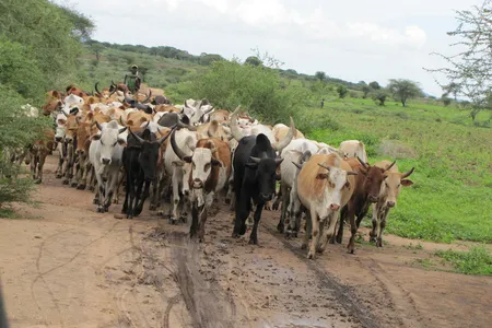 A pastoral cattle herder in near the Meatu district in Tanzania. 
