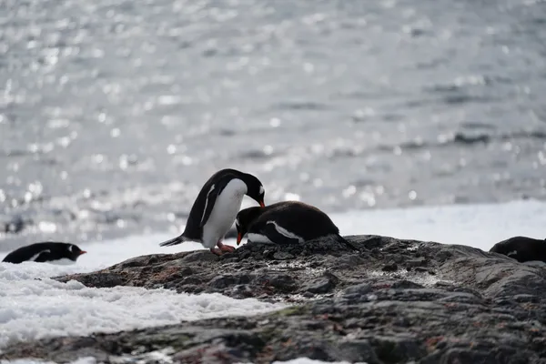 Gentoo Penguin Parents To Be thumbnail