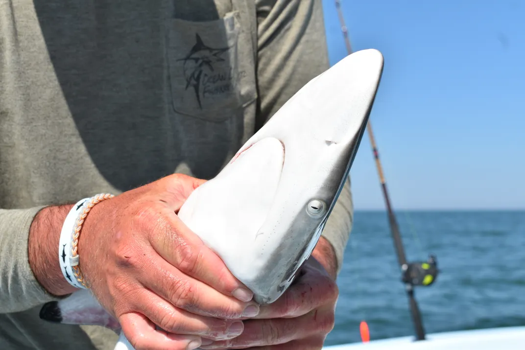 a man with a shirt with fish and a bracelet with sharks holds a small shark, its head close up
