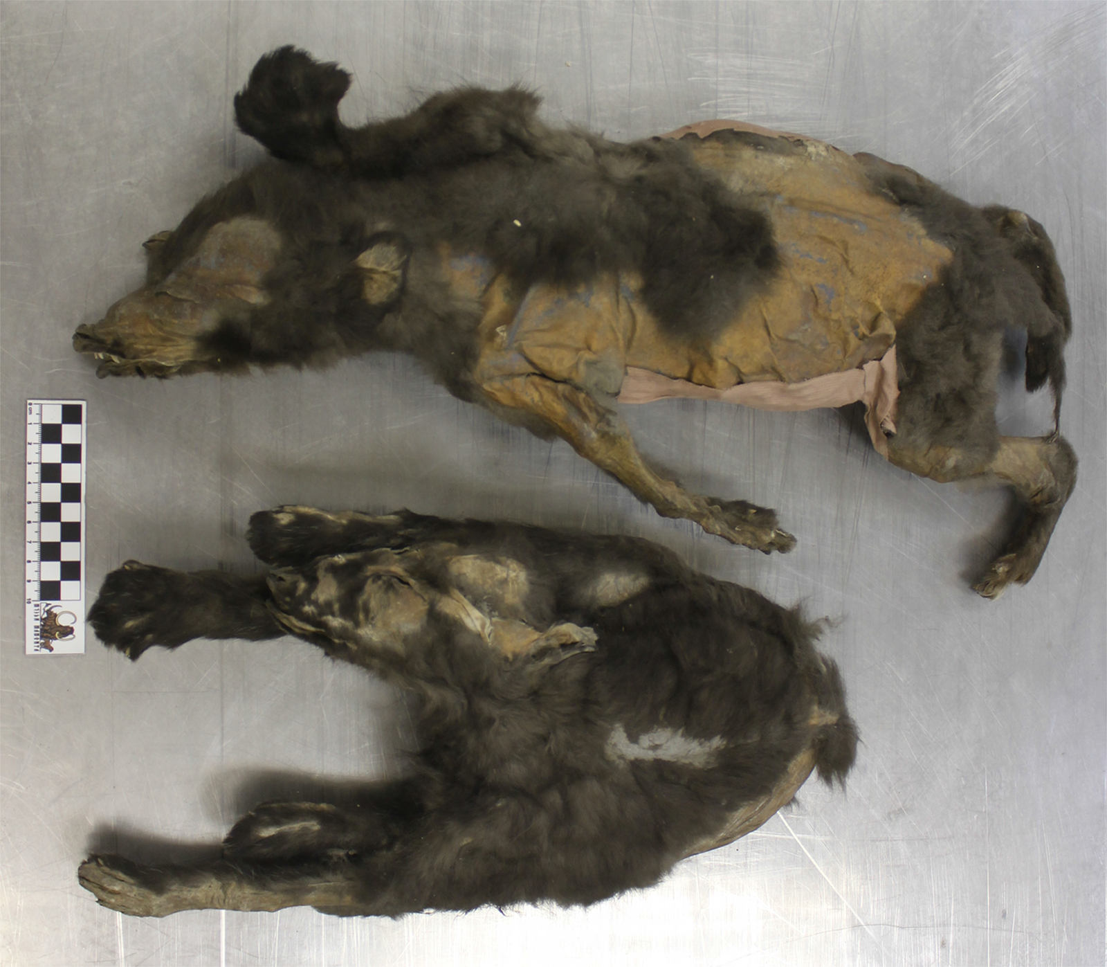 R　いぬ 14,000-Year-Old 'Puppies' Found in Siberia Were Wolf Littermates