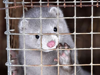 In spring, fur farms in the United States had raised biosecurity measures by increasing the use of personal protective equipment like masks, gloves and rubber boots.