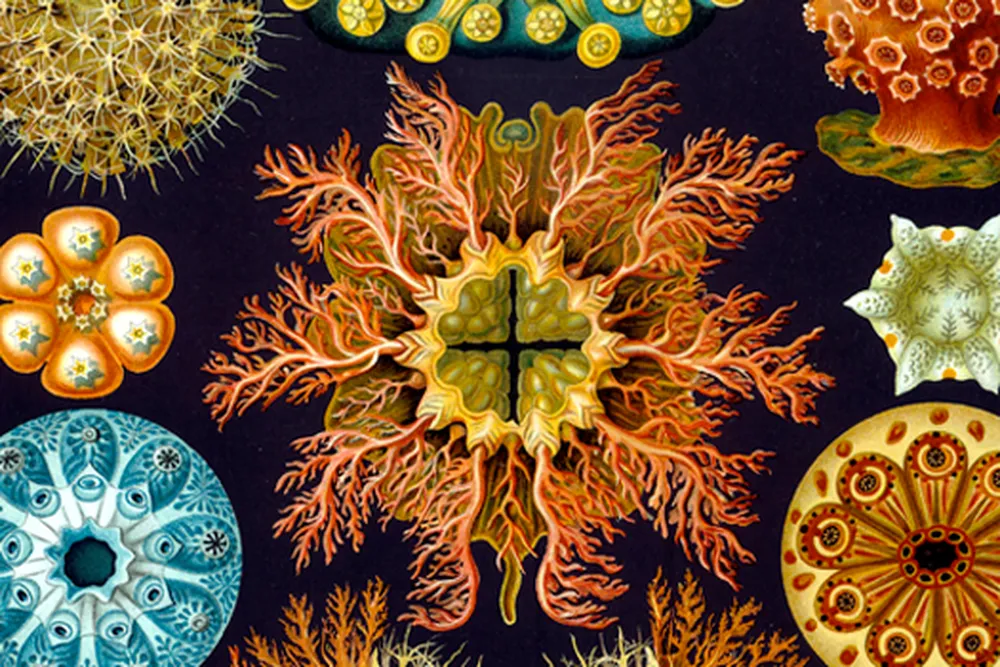 Haeckel engraving (mobile)
