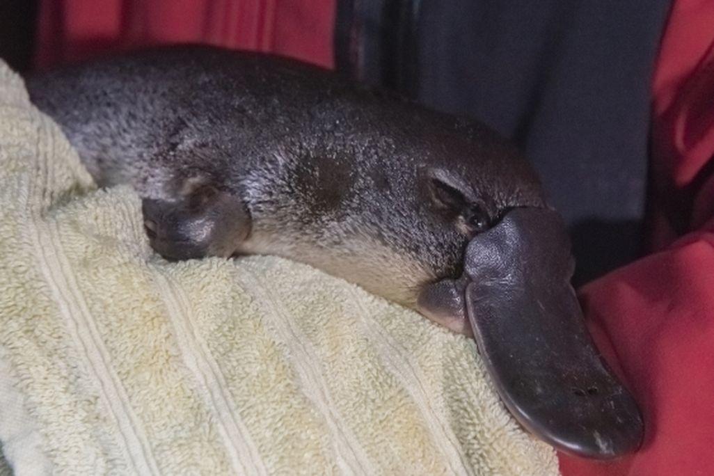 Platypus