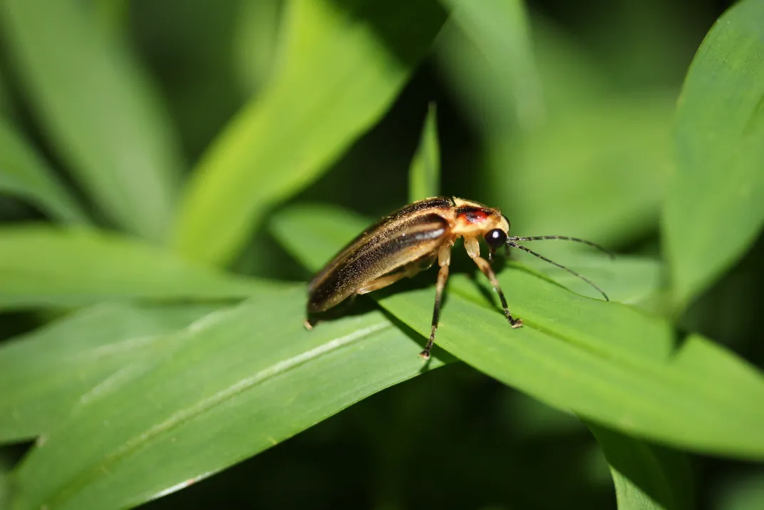 Illuminating the Secret Language of Lightning Bugs