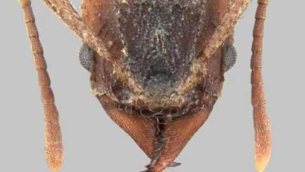 Preview thumbnail for Face to Face With Ants