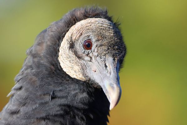 "What are you looking at?"--Black Vulture thumbnail