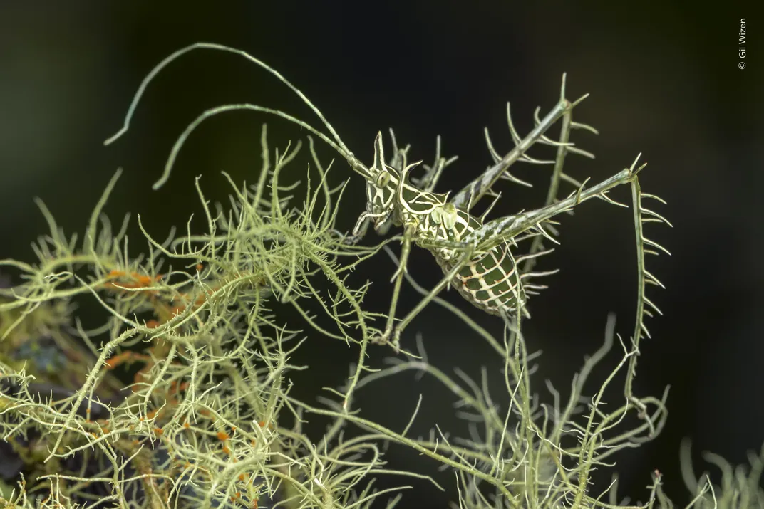 an insect blends into the green filaments of lichen