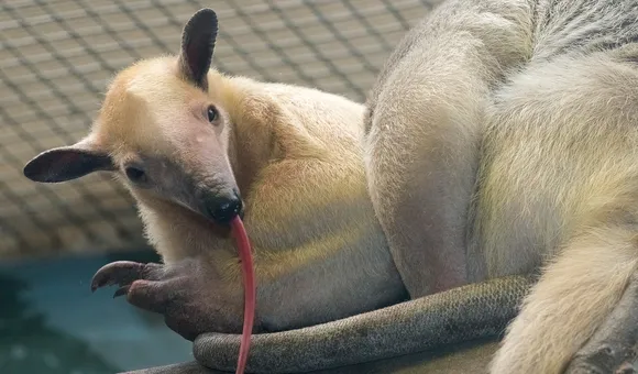 tamandua with its long tongue sticking out