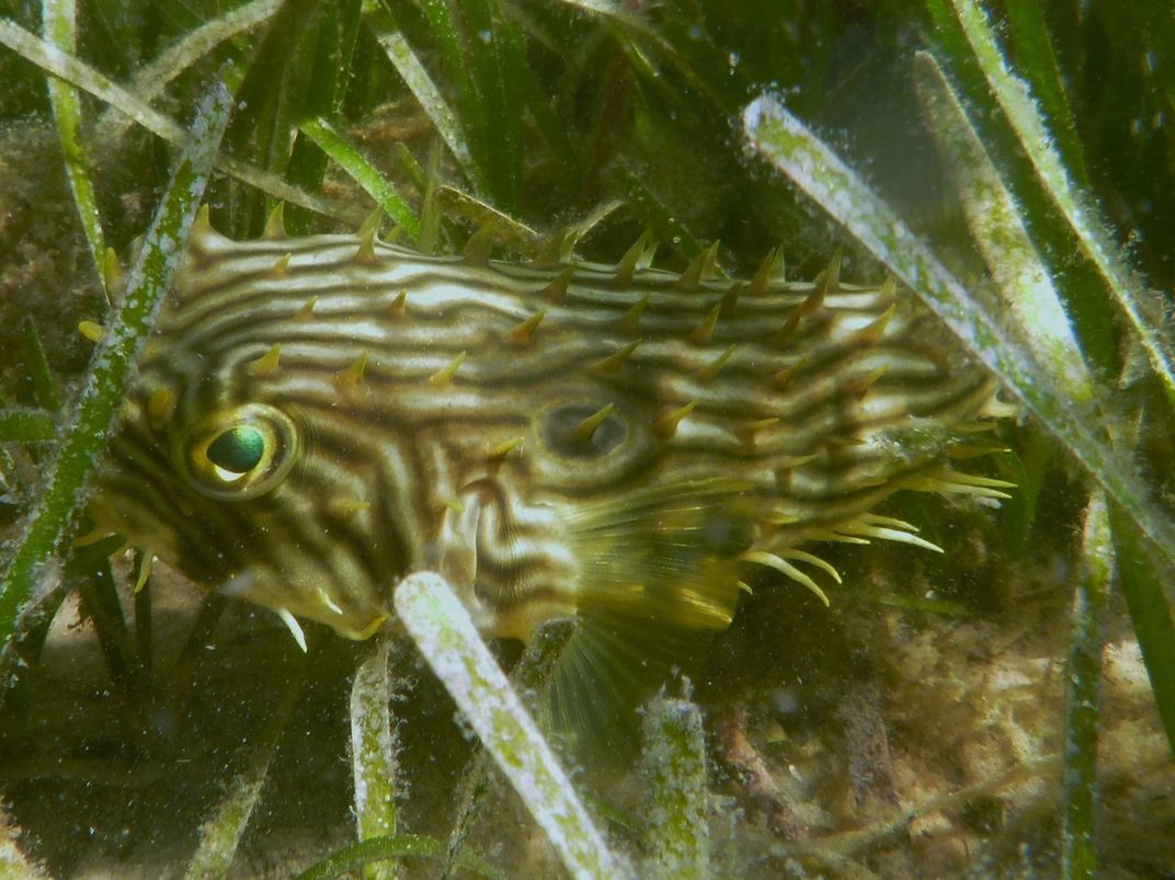 A Striped Burrfish While Snorkeling In Cape San Blas Flordia Smithsonian Photo Contest Smithsonian Magazine