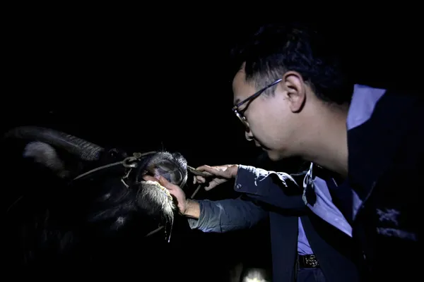 Watching Cattle and Inspecting Their Teeth thumbnail
