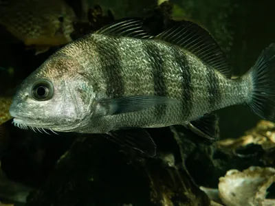 One possible explanation for the low-frequency noises? Mating black drum fish.